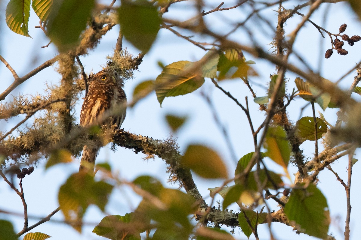 Yungas Pygmy-Owl - ML630105652