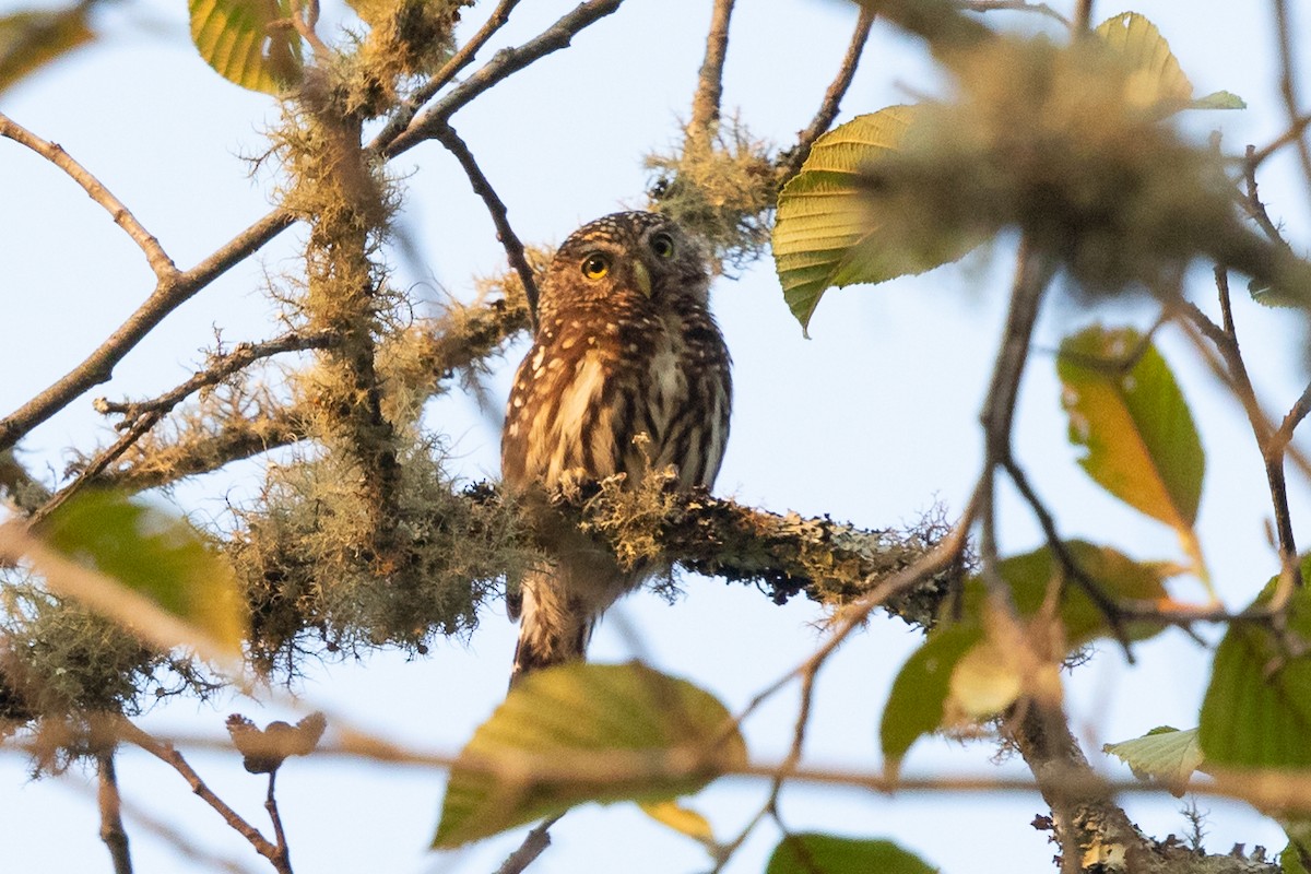 Yungas Pygmy-Owl - ML630105653