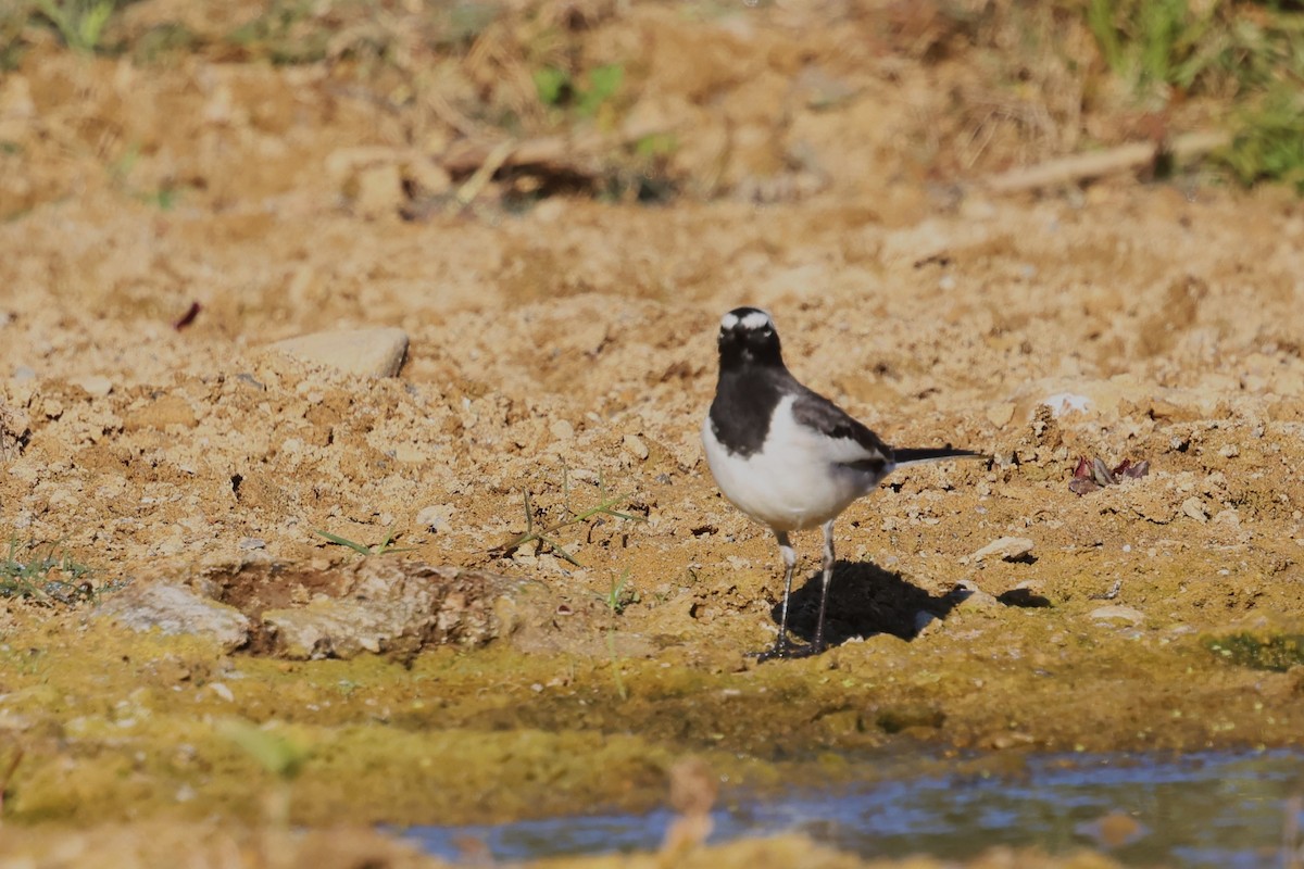 White-browed Wagtail - ML630105662