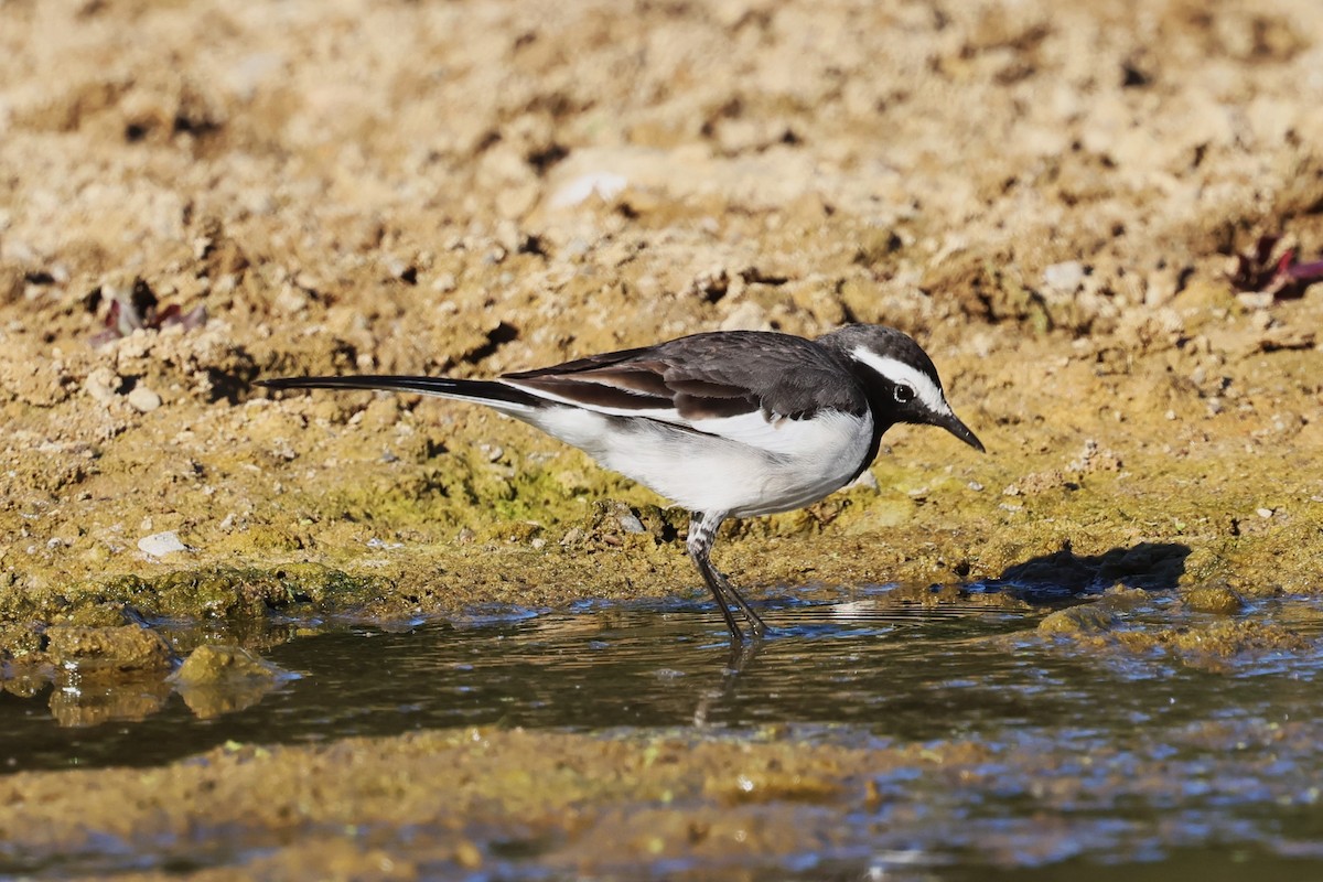 White-browed Wagtail - ML630105663