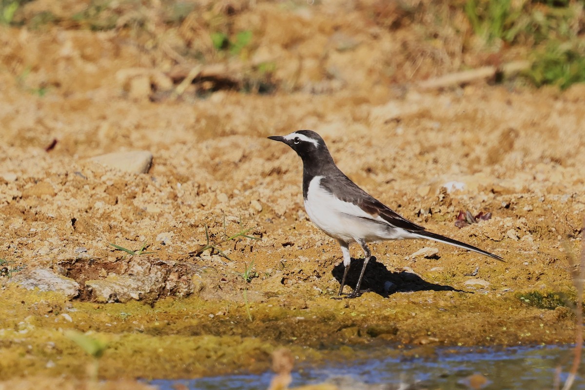 White-browed Wagtail - ML630105664