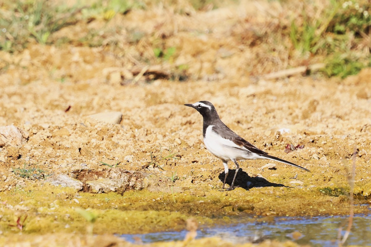 White-browed Wagtail - ML630105665