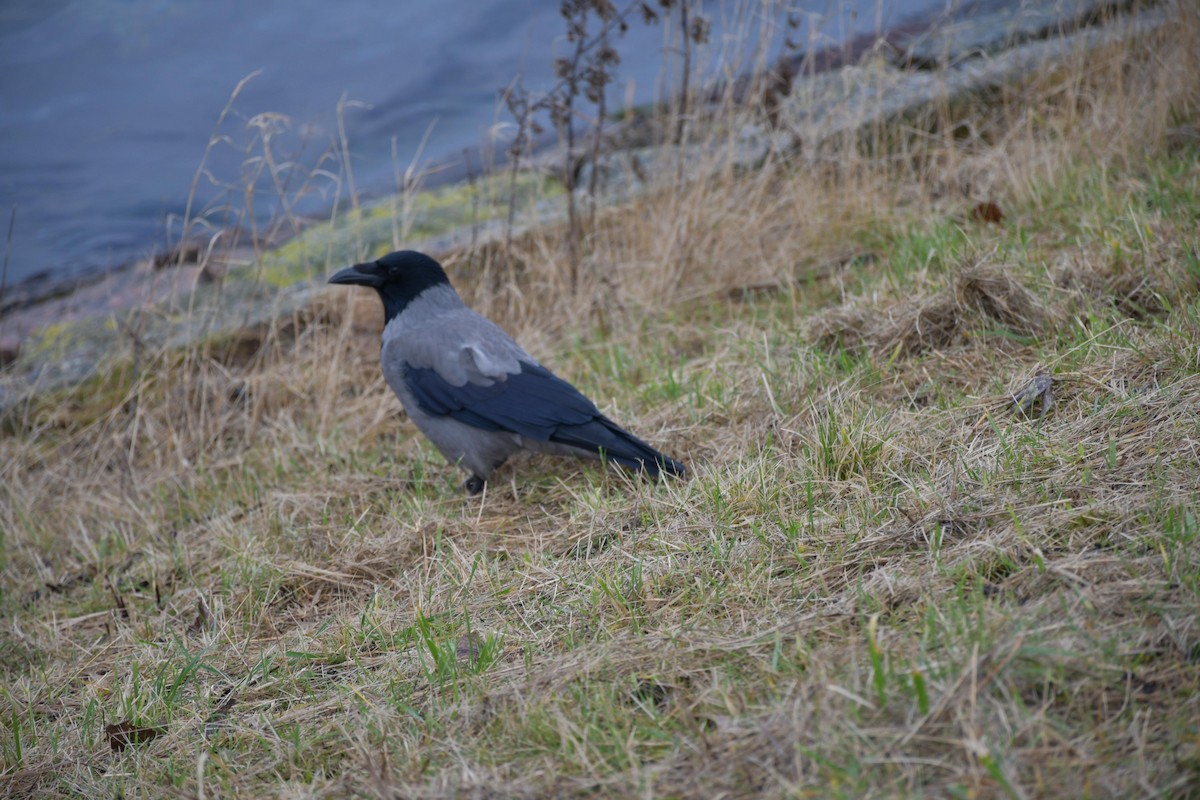 Hooded Crow - ML630105674