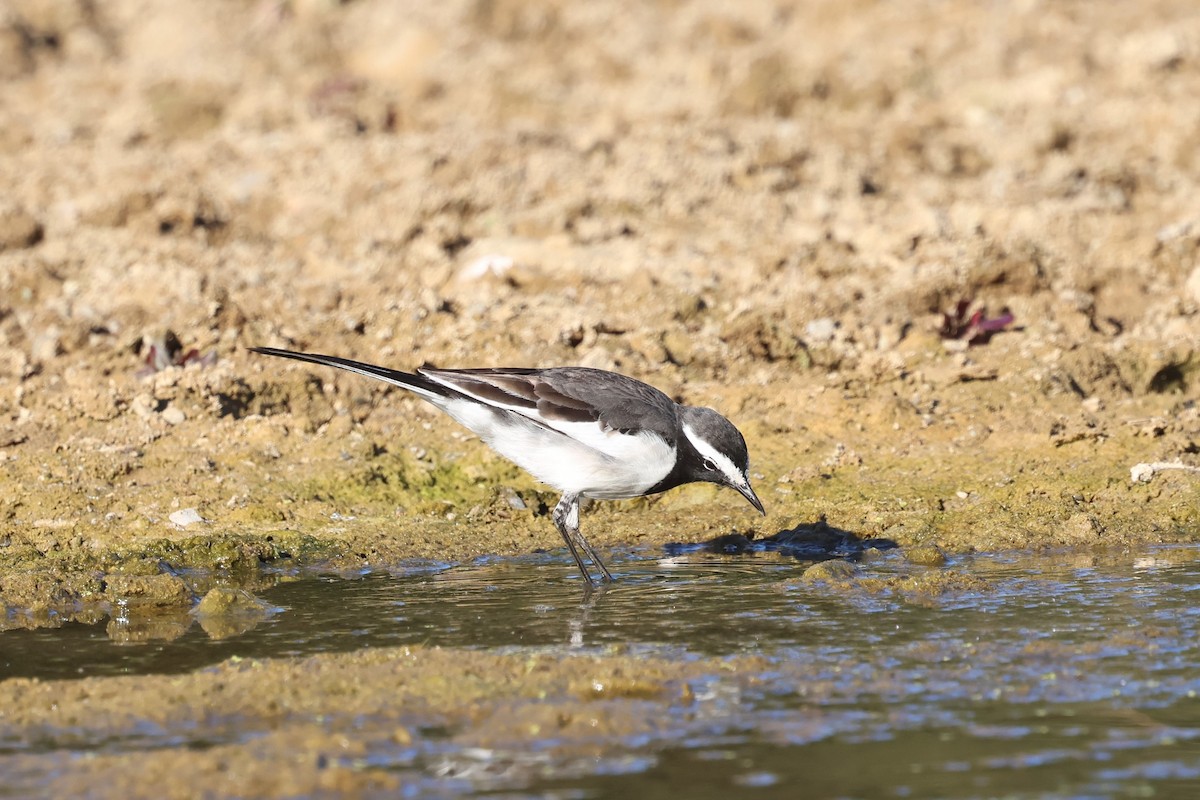 White-browed Wagtail - ML630105675