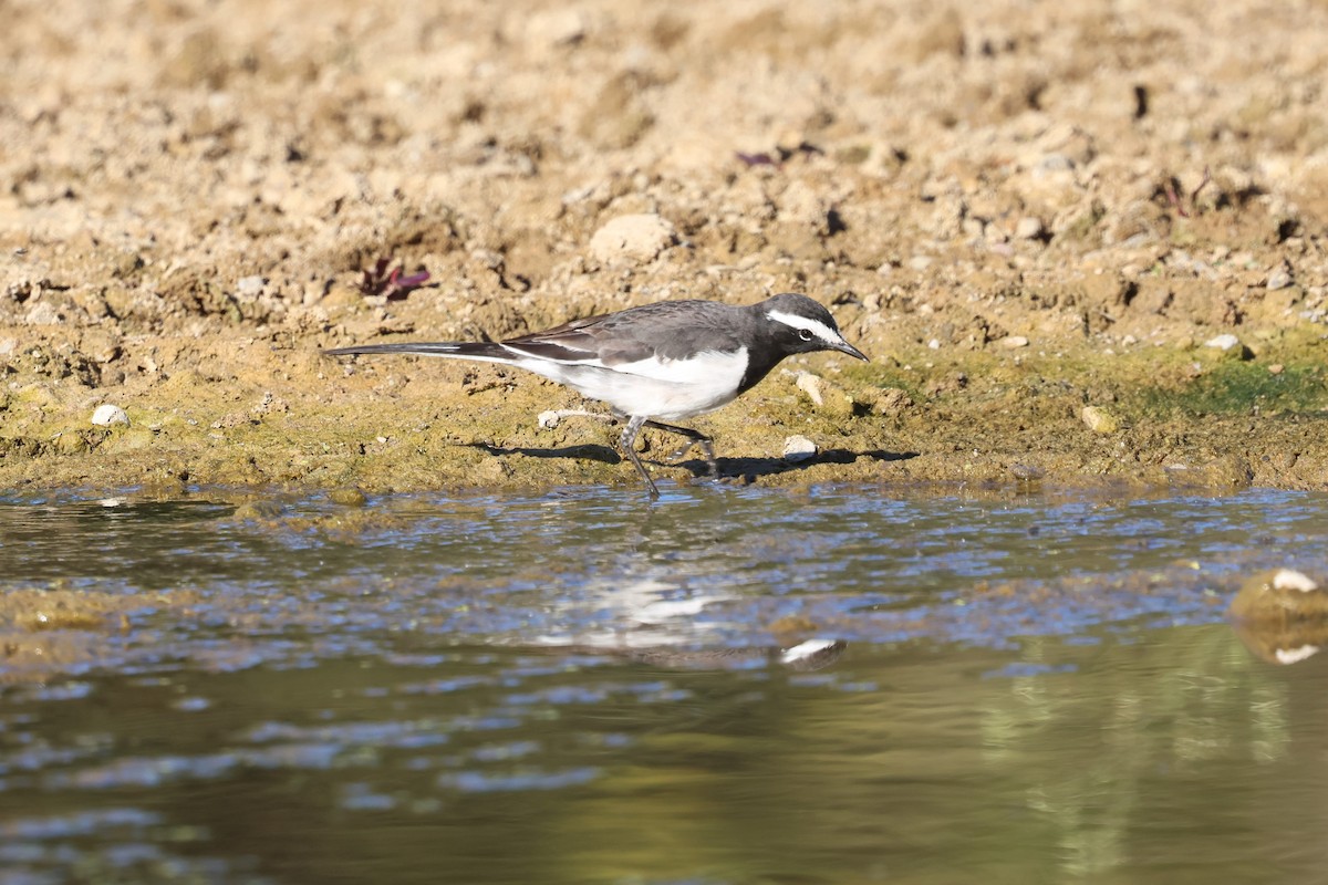White-browed Wagtail - ML630105676