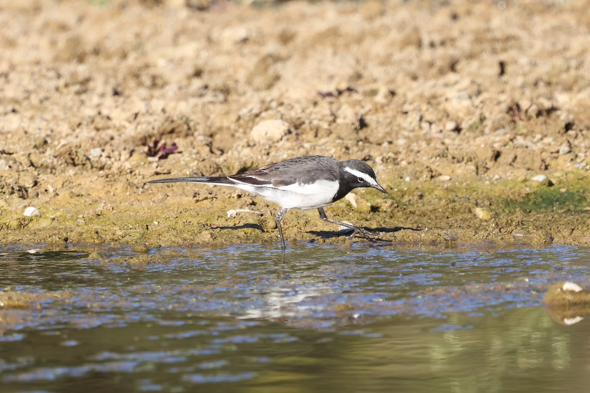 White-browed Wagtail - ML630105677