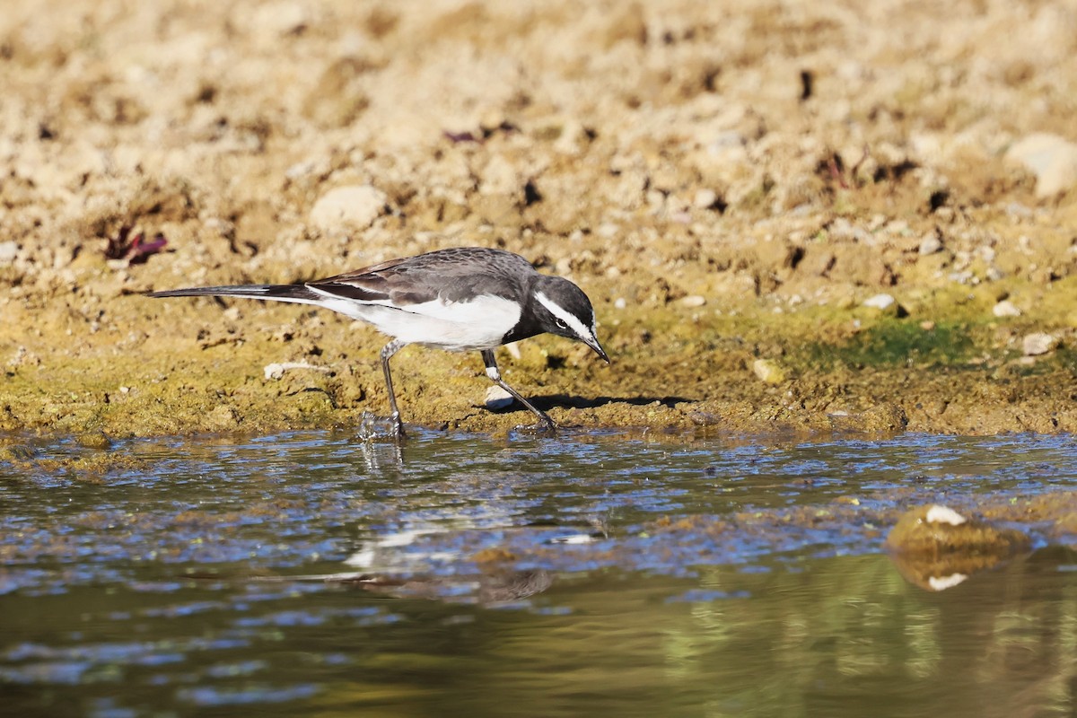 White-browed Wagtail - ML630105678