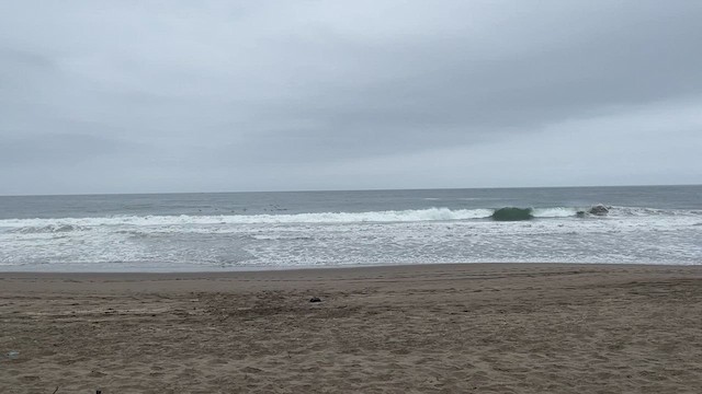 Peruvian Pelican - ML630105689