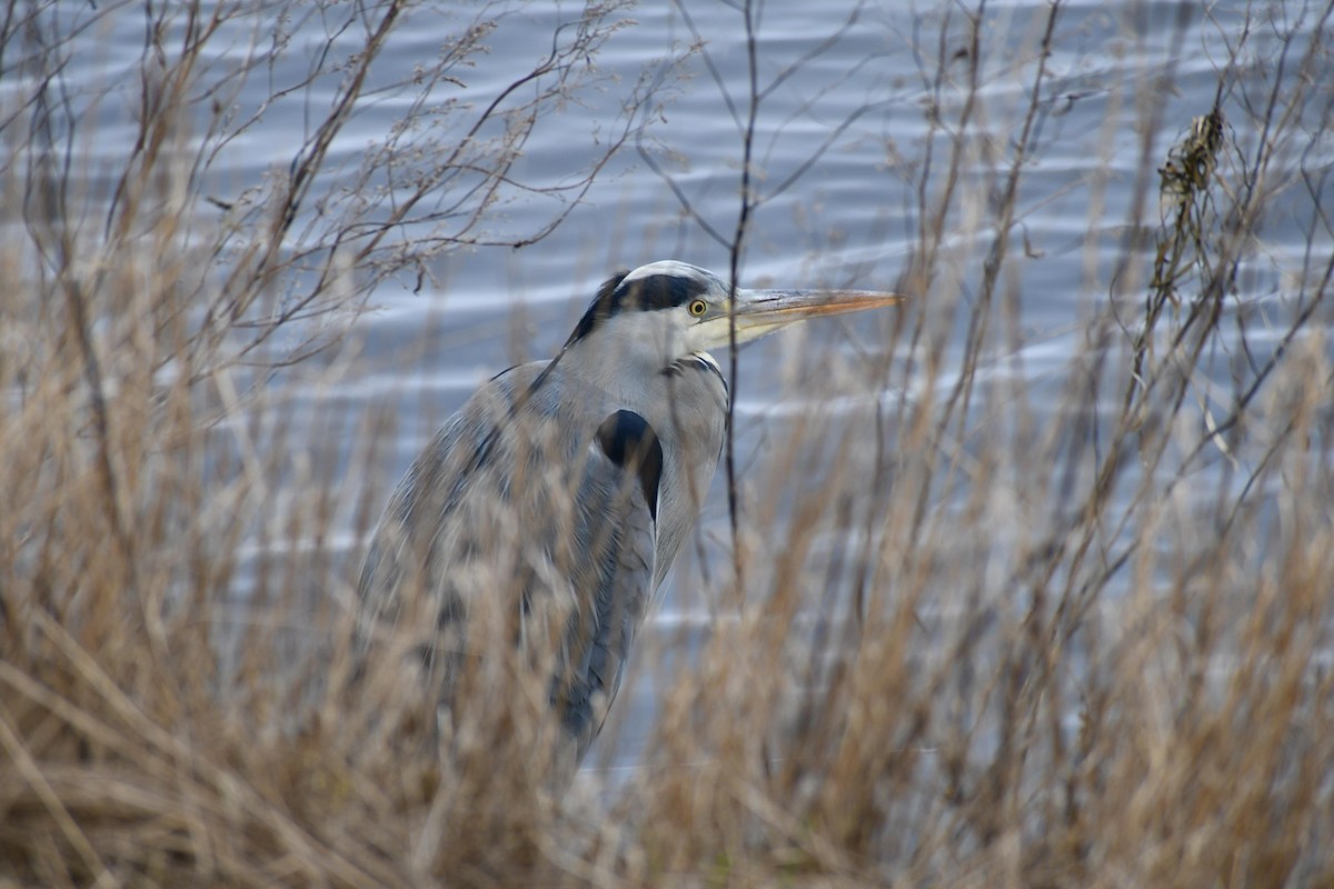 Gray Heron - ML630105691