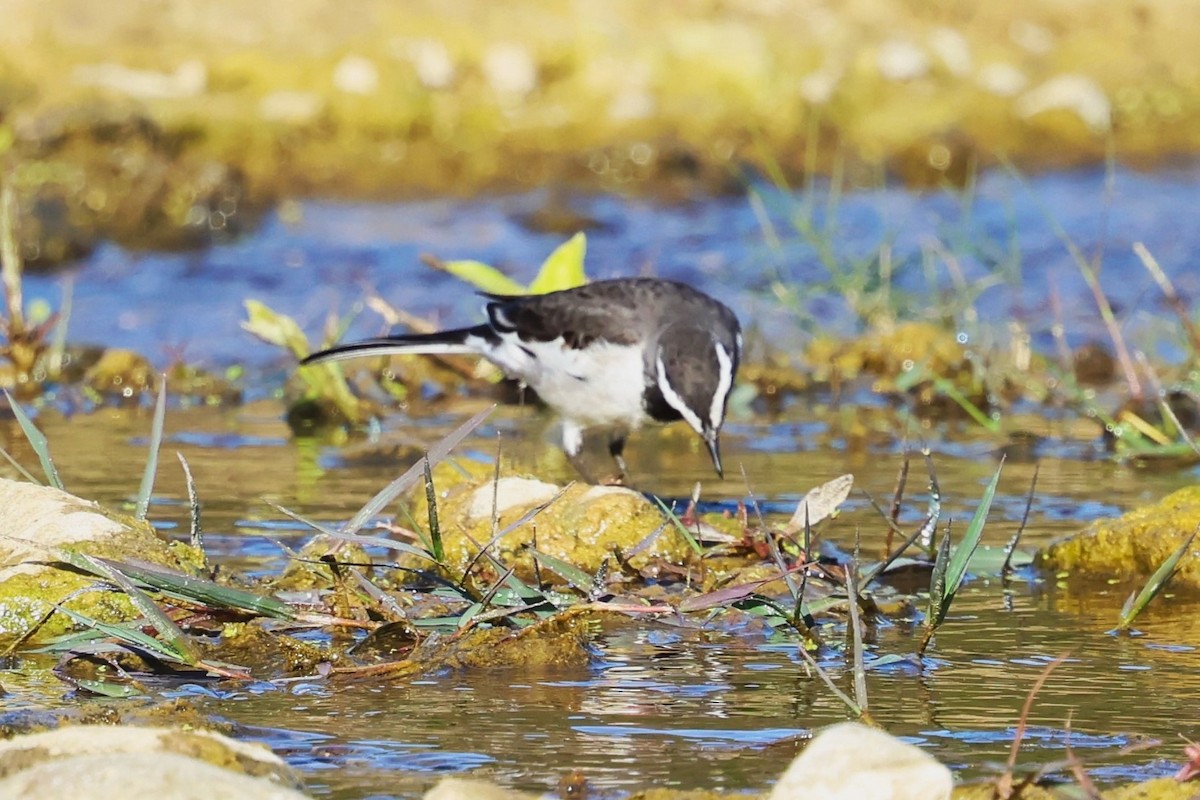 White-browed Wagtail - ML630105692