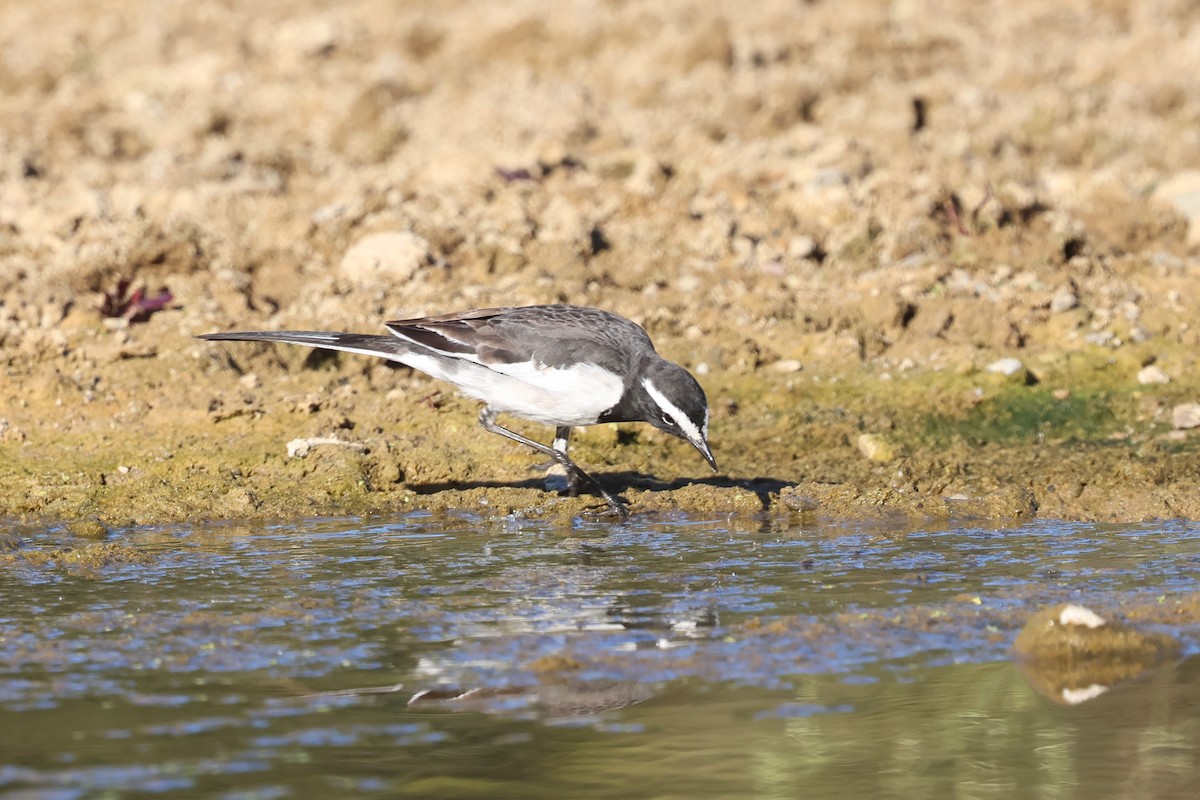 White-browed Wagtail - ML630105693
