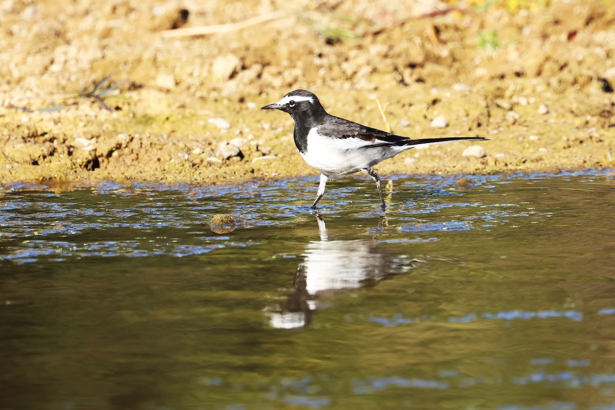 White-browed Wagtail - ML630105694