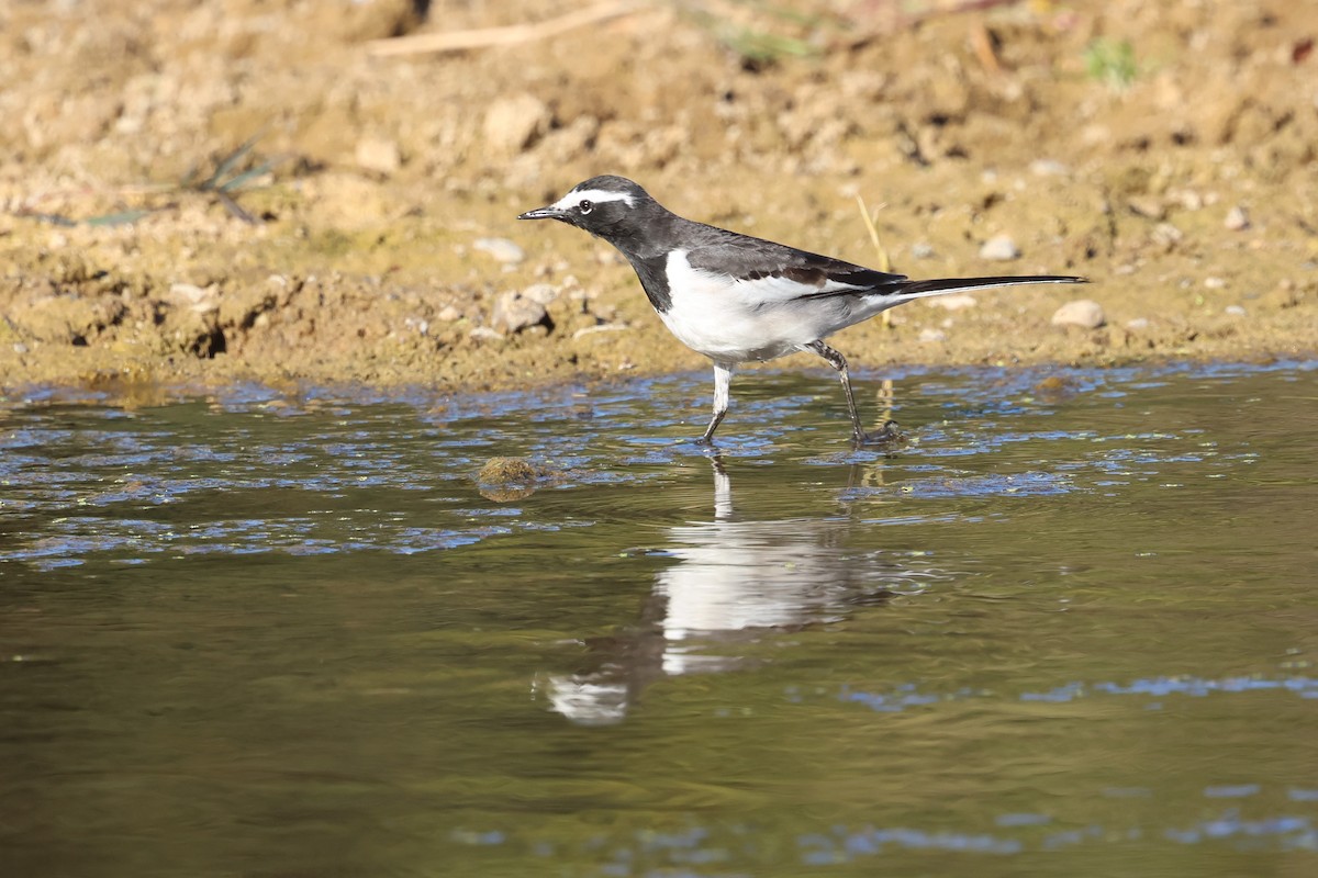White-browed Wagtail - ML630105695