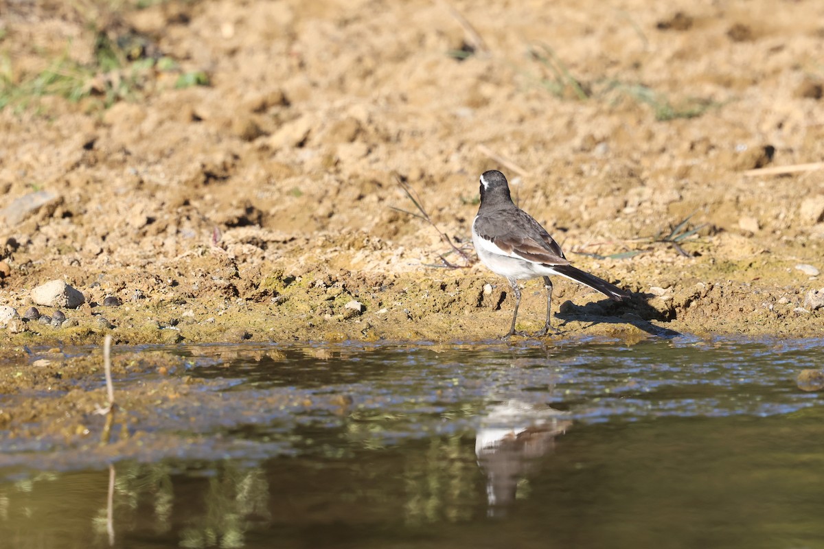 White-browed Wagtail - ML630105696