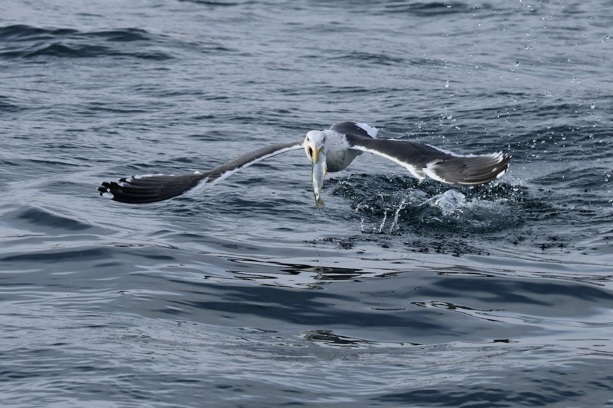 Slaty-backed Gull - ML630105697