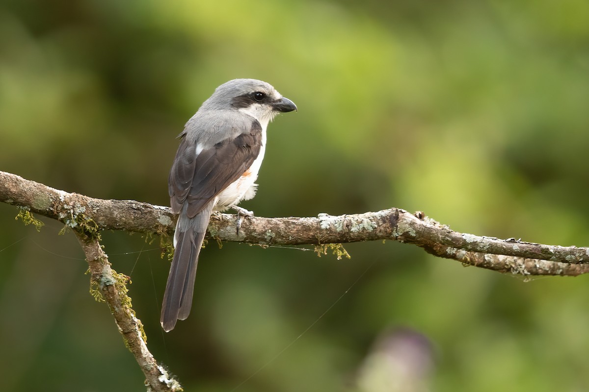 Mackinnon's Shrike - ML630105698