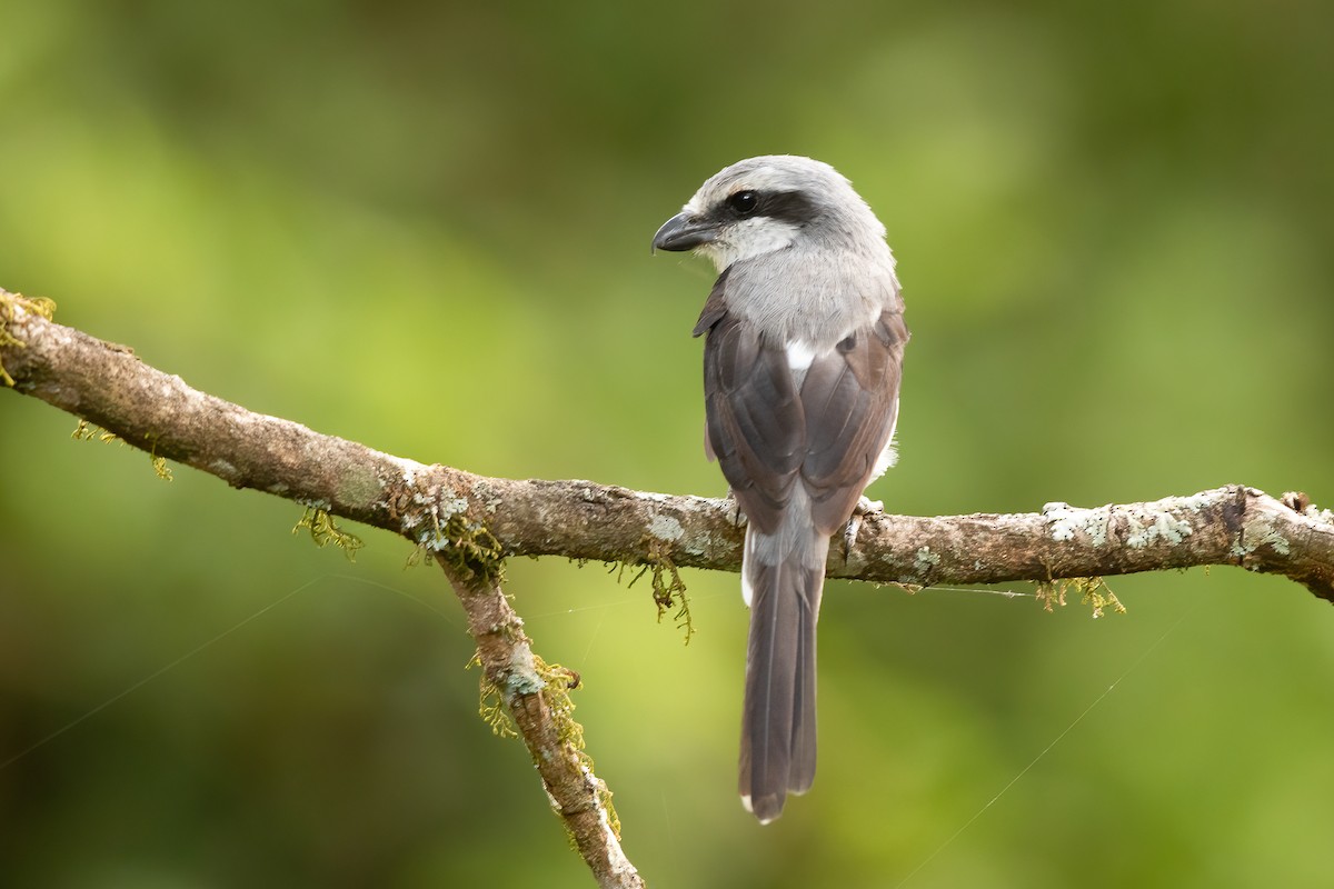 Mackinnon's Shrike - ML630105699