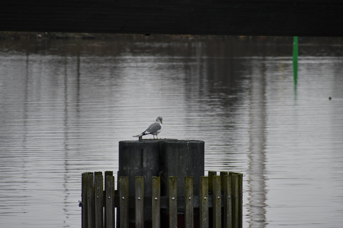Common Gull - ML630105717