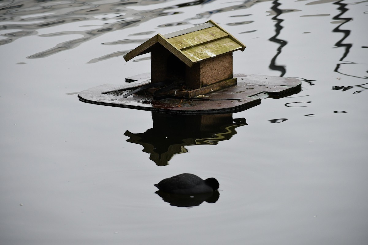 Eurasian Coot - ML630105727