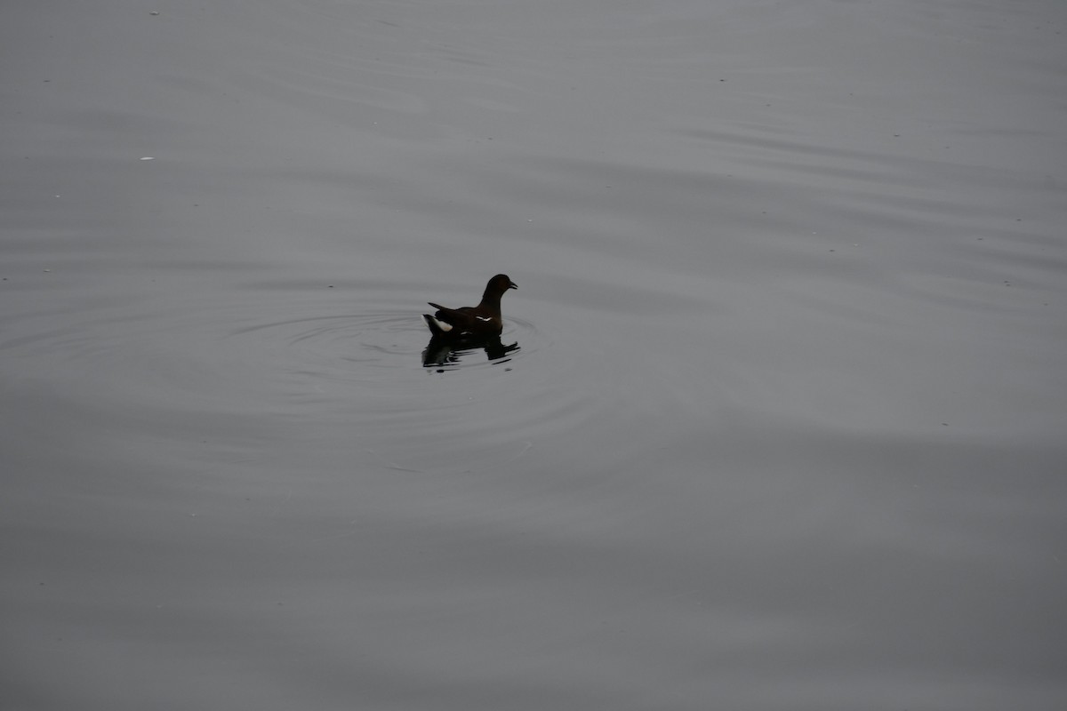 Eurasian Moorhen - ML630105751