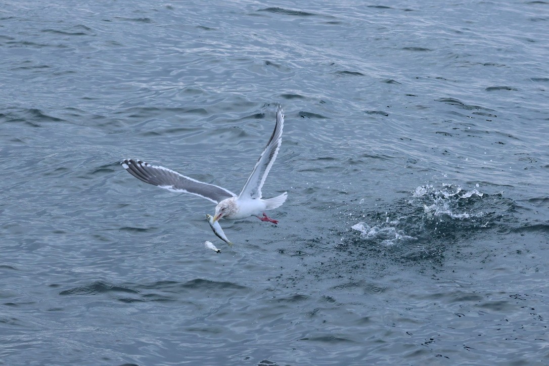 Slaty-backed Gull - ML630105785