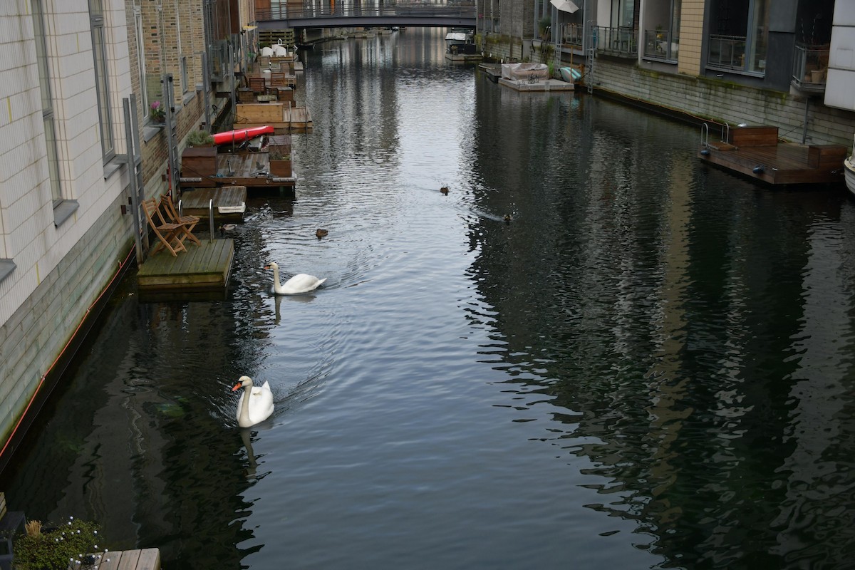 Mute Swan - ML630105795