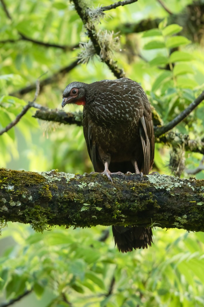 Red-faced Guan - ML630105799