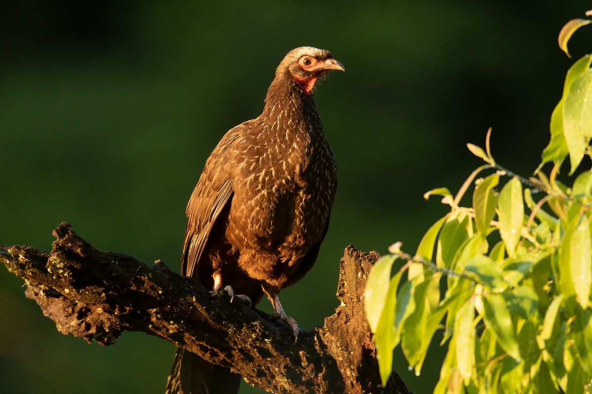 Red-faced Guan - ML630105802