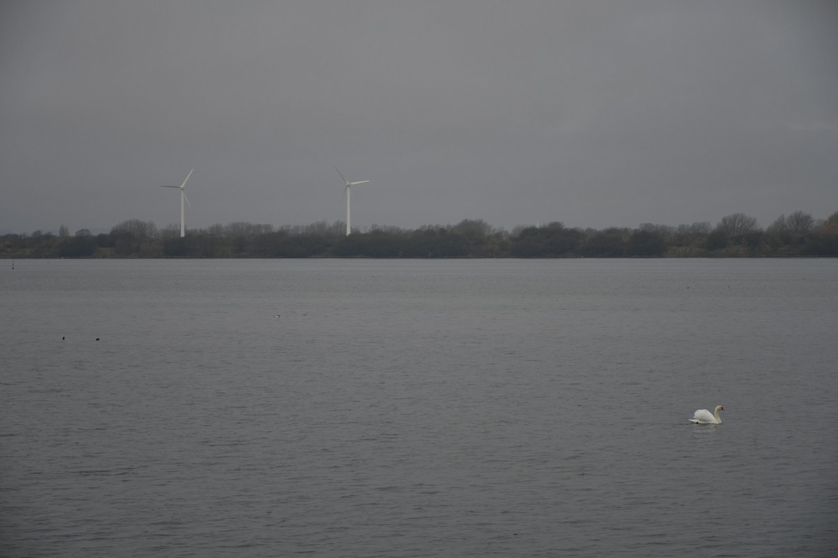 Mute Swan - ML630105808