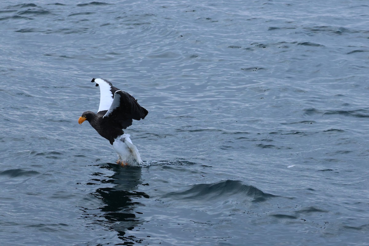 Steller's Sea-Eagle - ML630105817