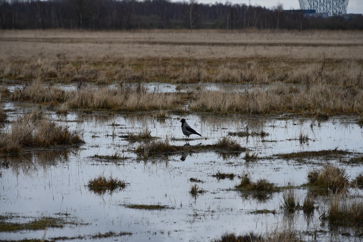 Hooded Crow - ML630105832