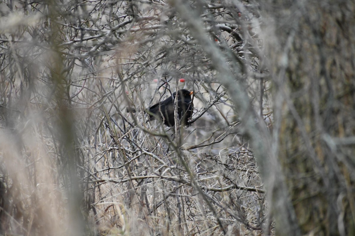 Eurasian Blackbird - ML630105886