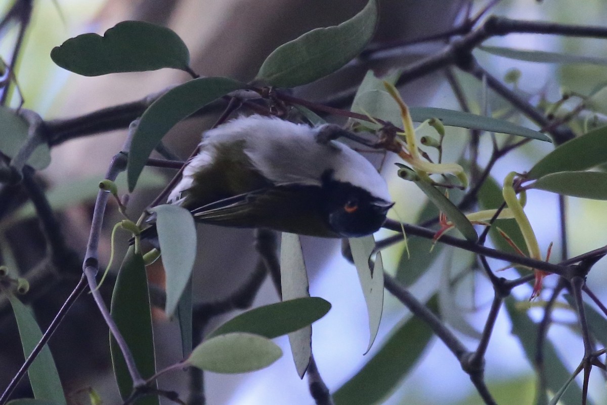 White-naped Honeyeater - ML630105899
