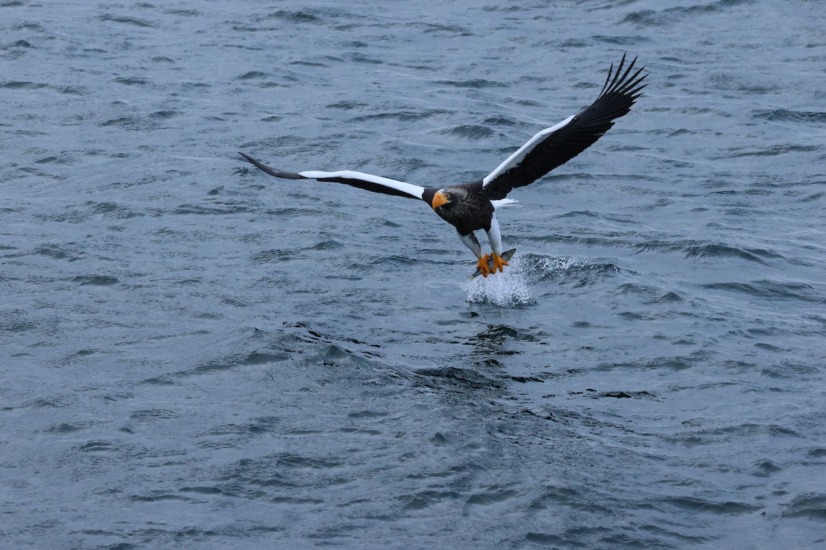 Steller's Sea-Eagle - ML630105902