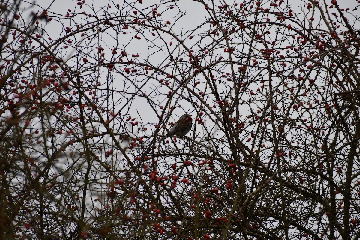 Fieldfare - ML630105904