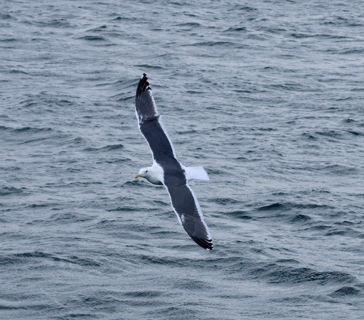 Slaty-backed Gull - ML630105913