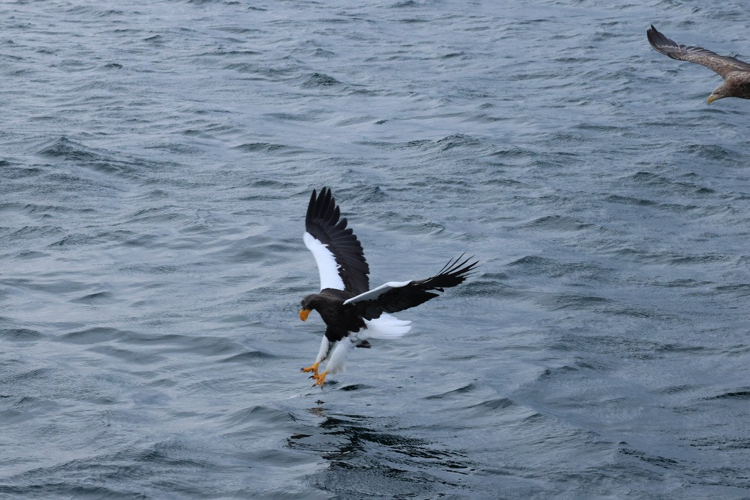 Steller's Sea-Eagle - ML630105916
