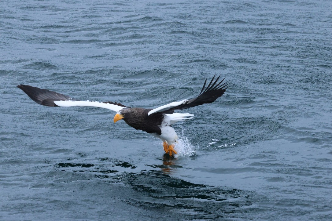 Steller's Sea-Eagle - ML630105920