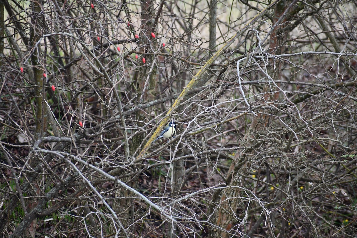 Great Tit - ML630105924