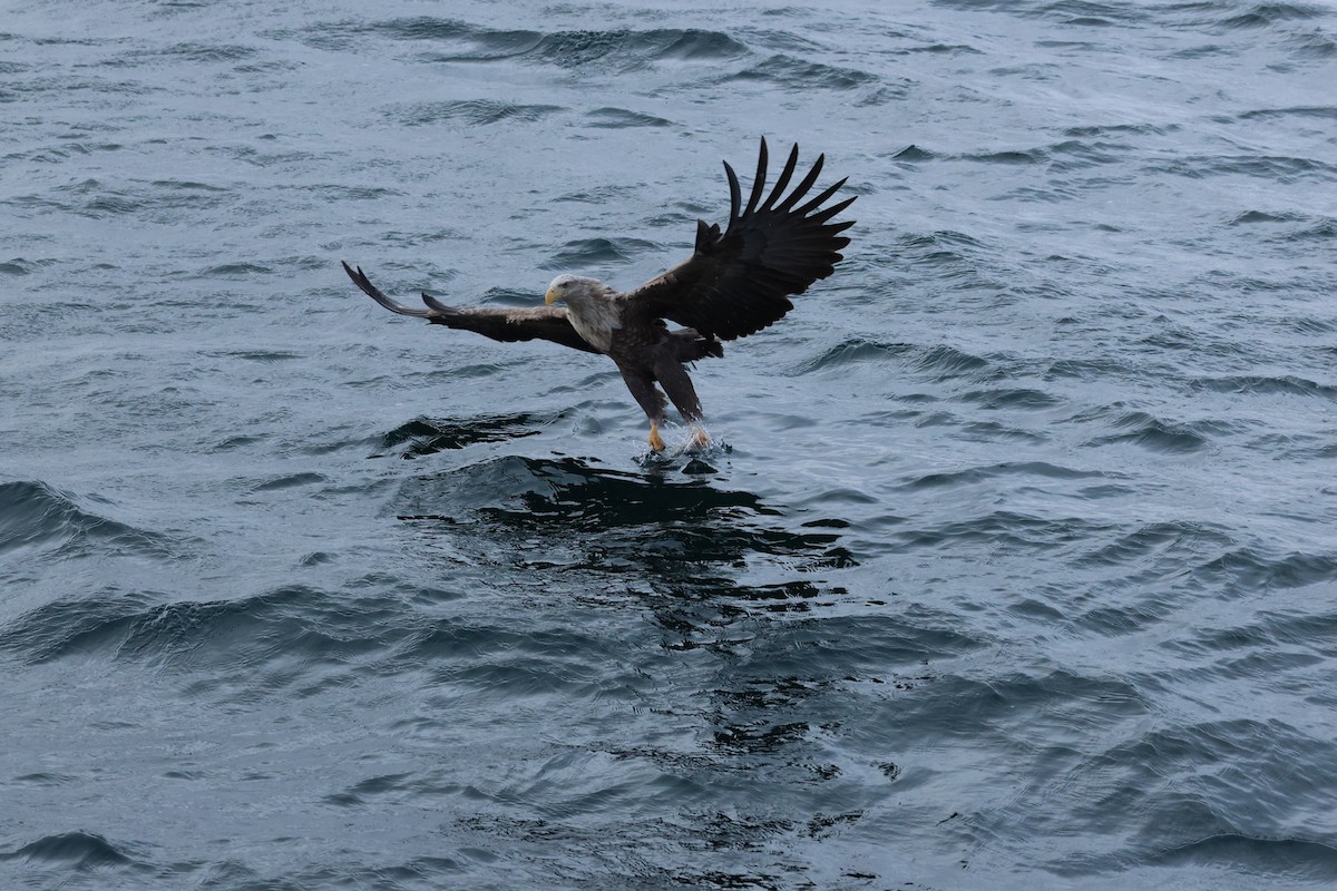 Steller's Sea-Eagle - ML630105929