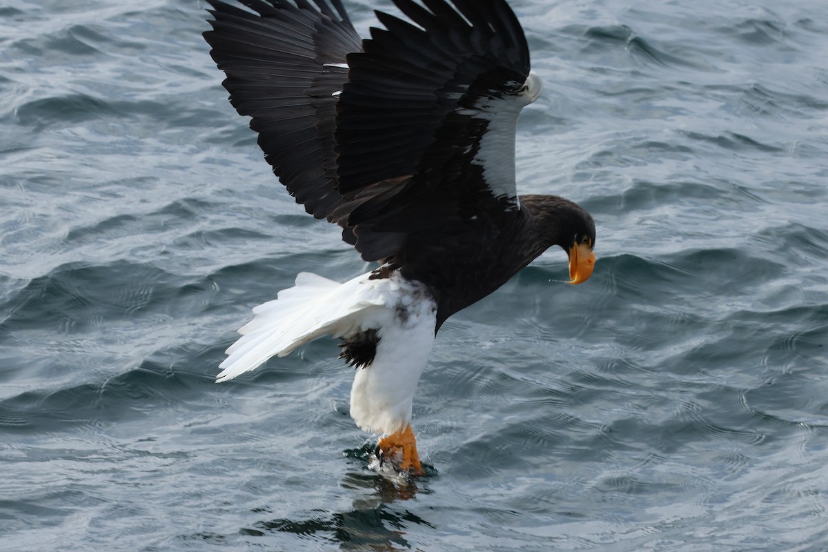 Steller's Sea-Eagle - ML630105939