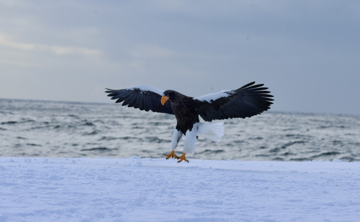 Steller's Sea-Eagle - ML630105953