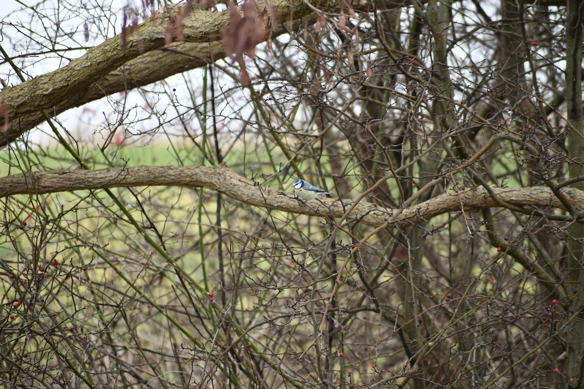 Eurasian Blue Tit - ML630105954