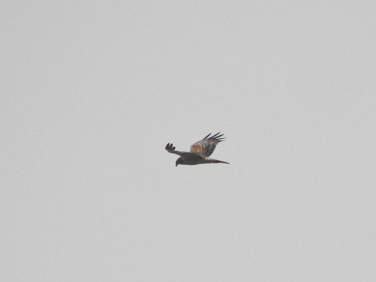 Eastern Marsh Harrier - ML630105968