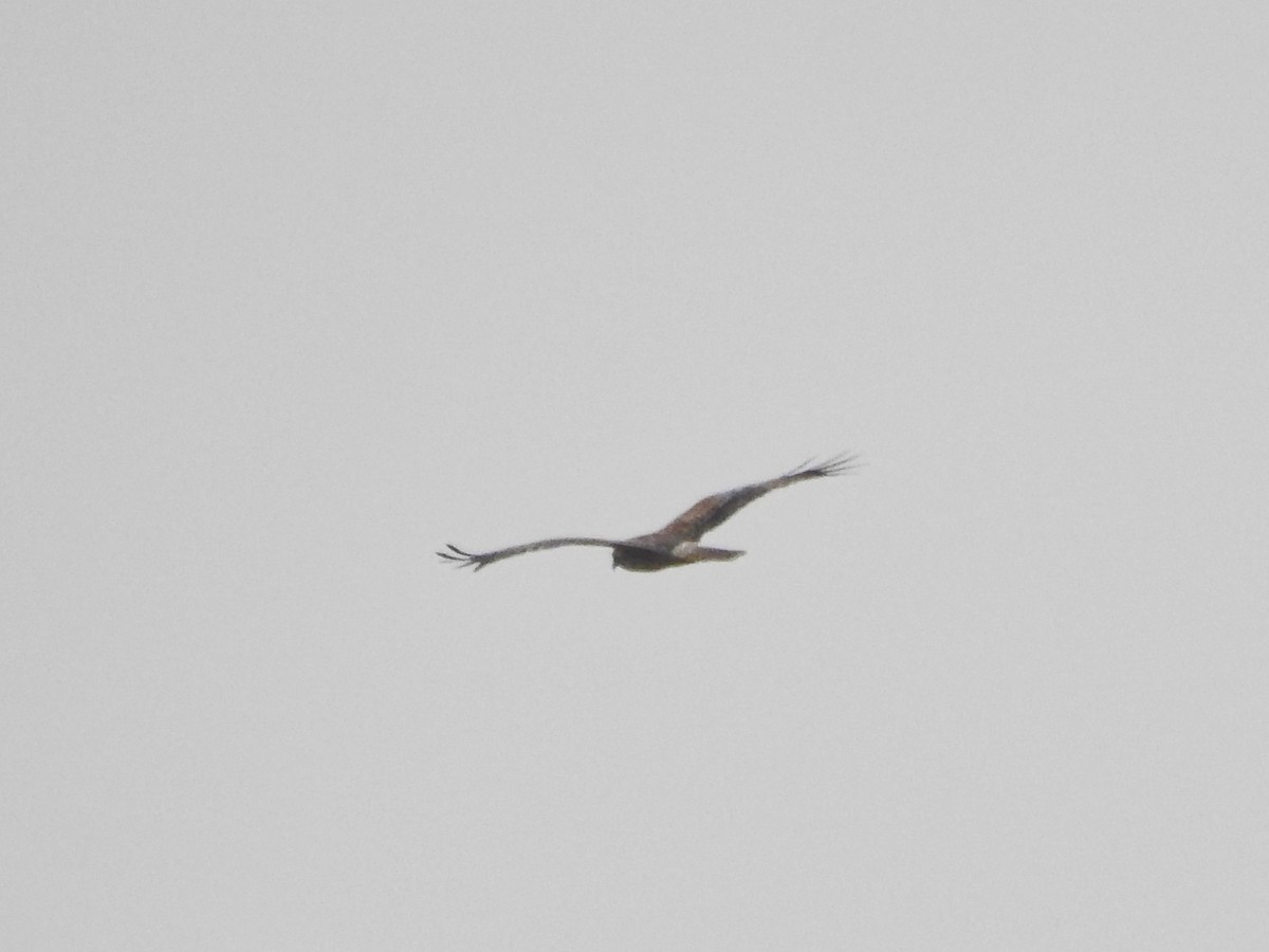 Eastern Marsh Harrier - ML630105969