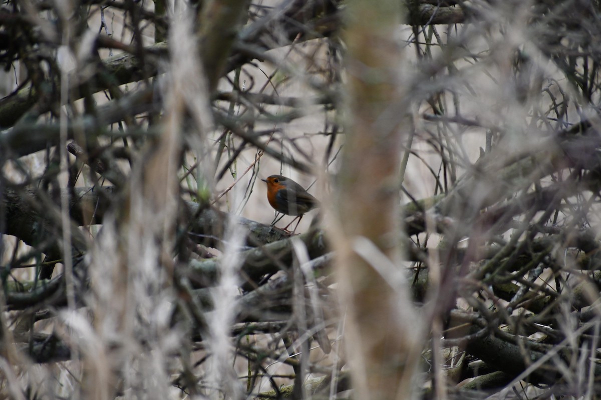 European Robin - ML630105994