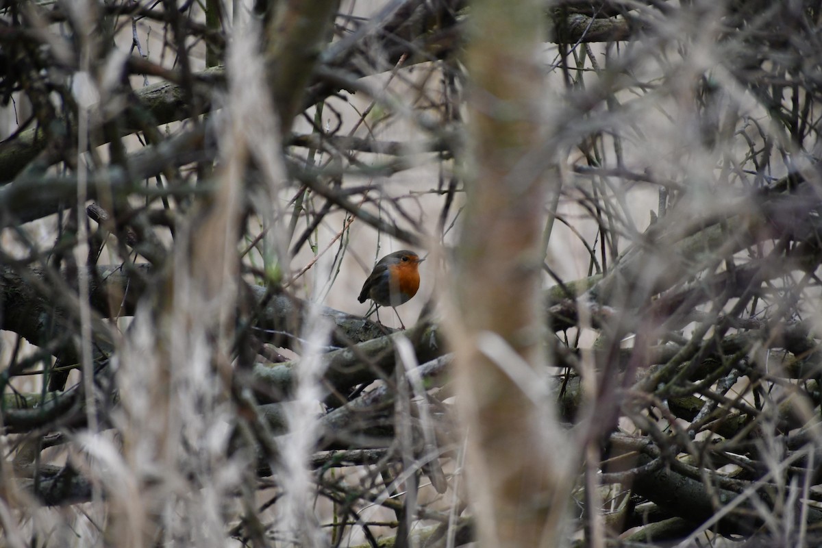 European Robin - ML630106009