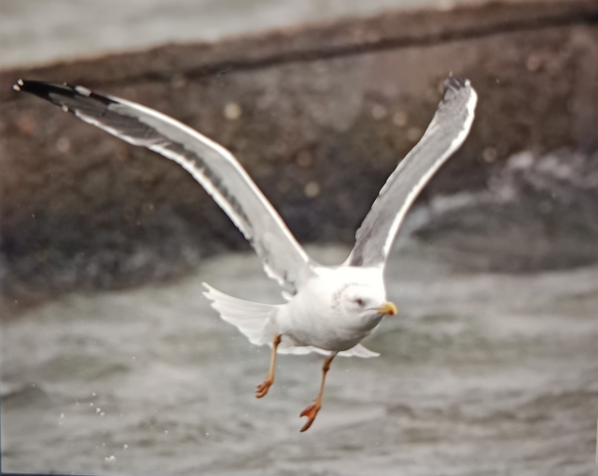 Монгол цахлай - ML630106026