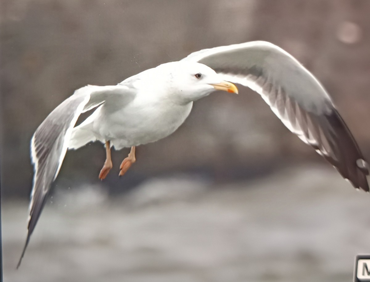 Монгол цахлай - ML630106028