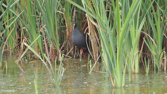 Plumbeous Rail - ML630106033